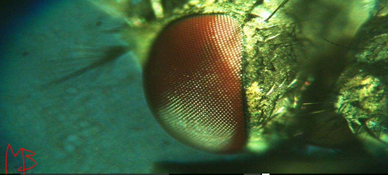 labello di mosca domestica al microscopio ottico